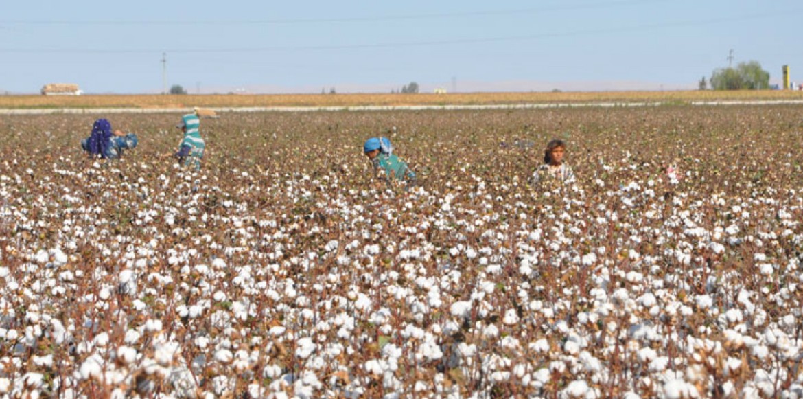 New Report Identifies Ways to Tackle Child Labour Risks in the Turkish Cotton Sector