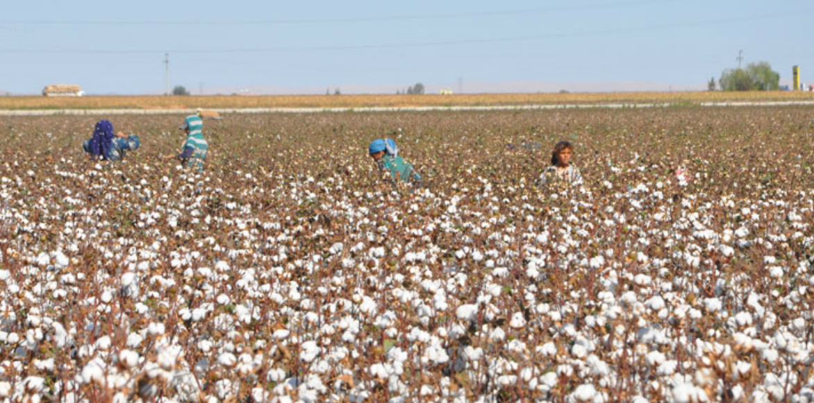 Mitigating child labour risks in Turkish garment and cotton sector