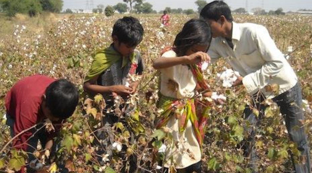Child labour in cottonseed fields of Gujarat