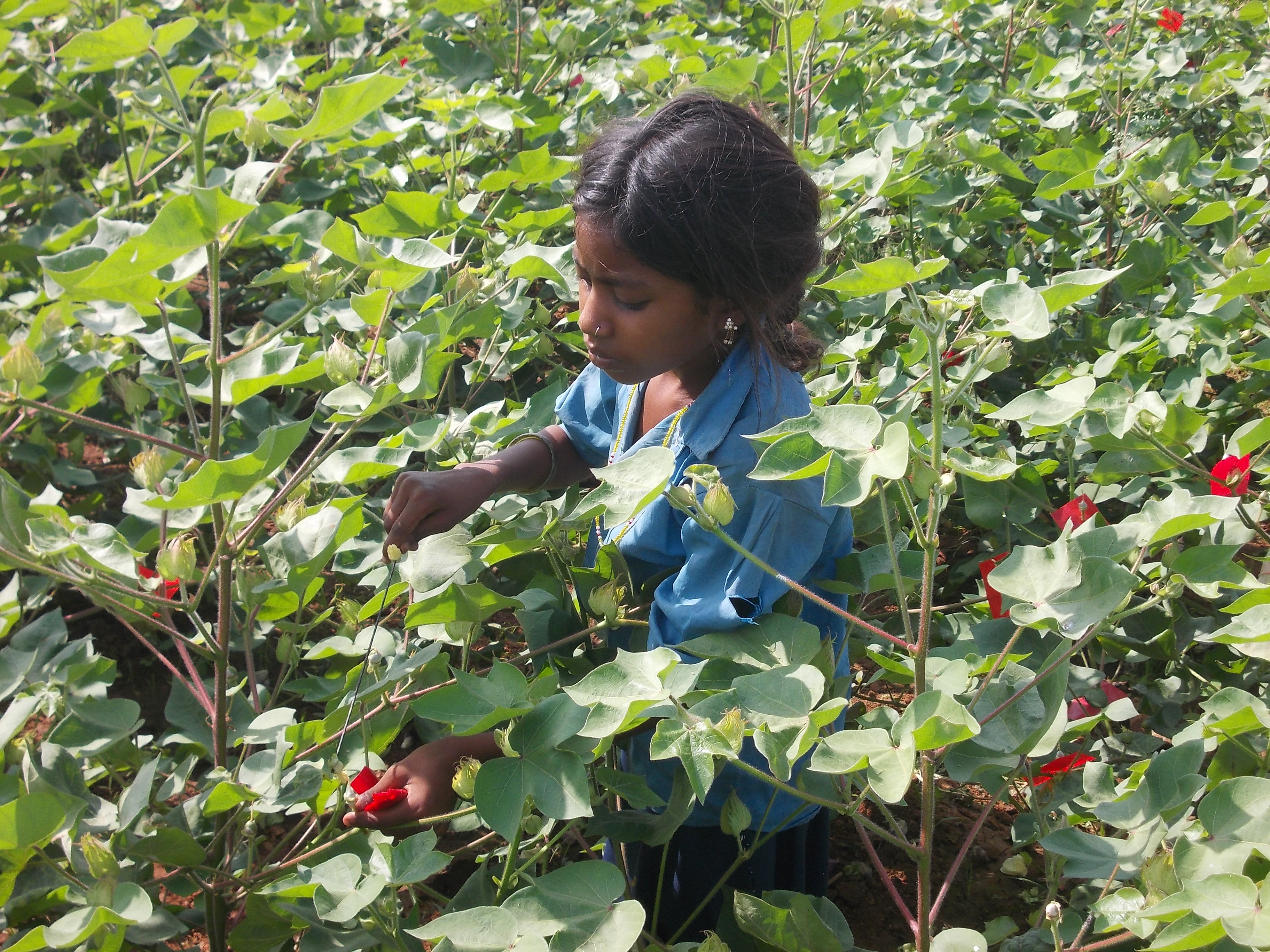 Almost half a million Indian children produce cottonseed