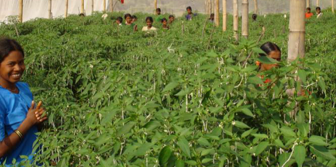 Companies involved in child labour in Indian vegetable seed production